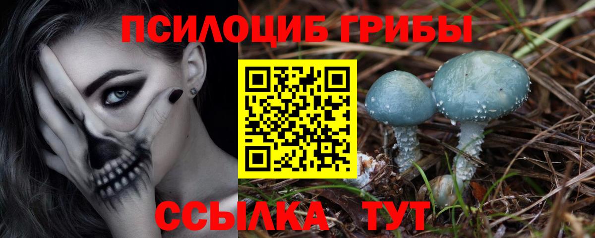 Галлюциногенные грибы Cubensis Махачкала